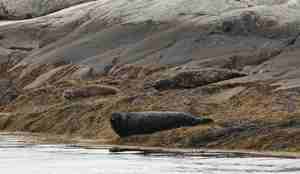 Steinkobber i fjæra