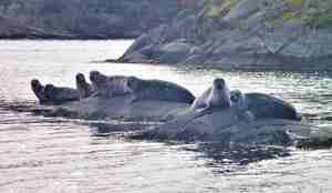 Steinkobber på en holme