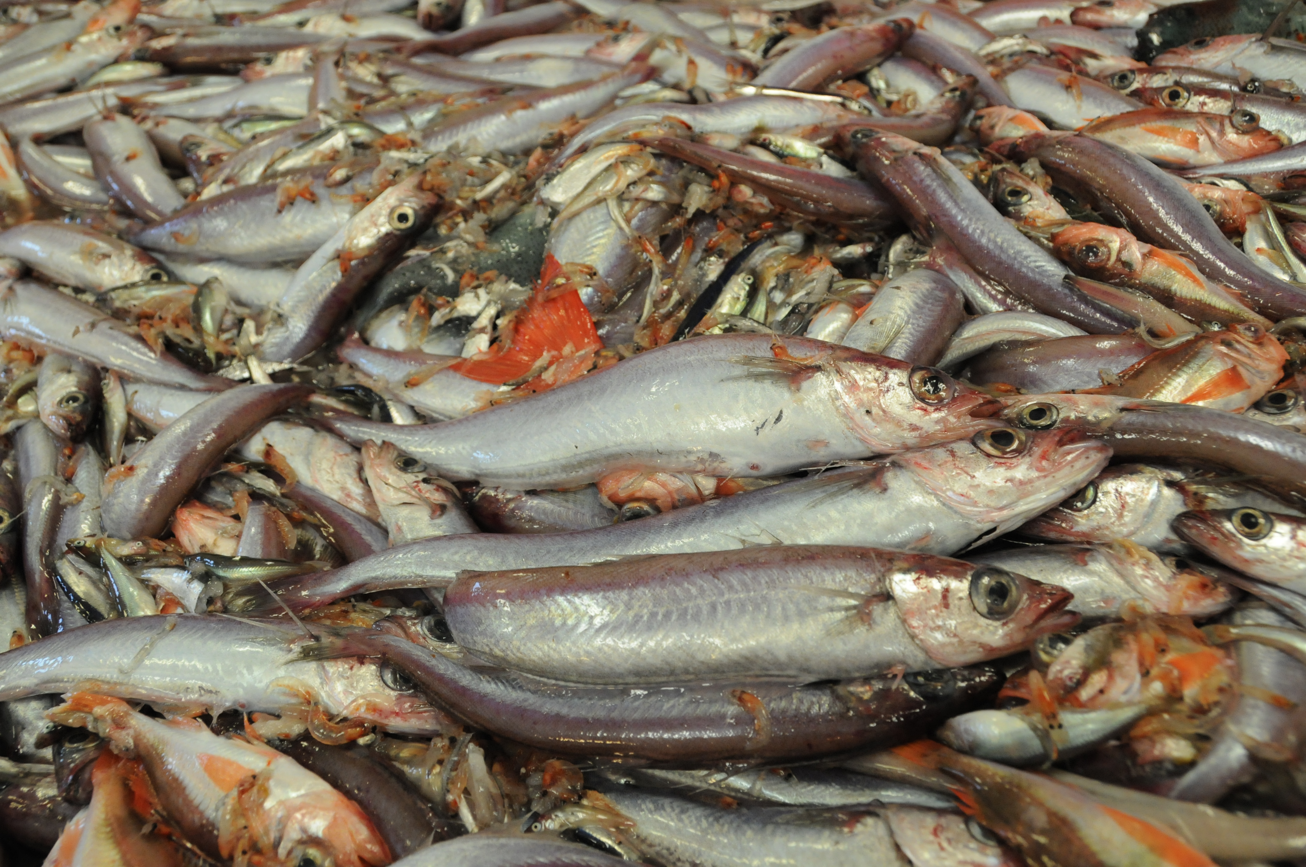 Fangsten fra en trål. Mange fisker - både store og små ligger samlet.