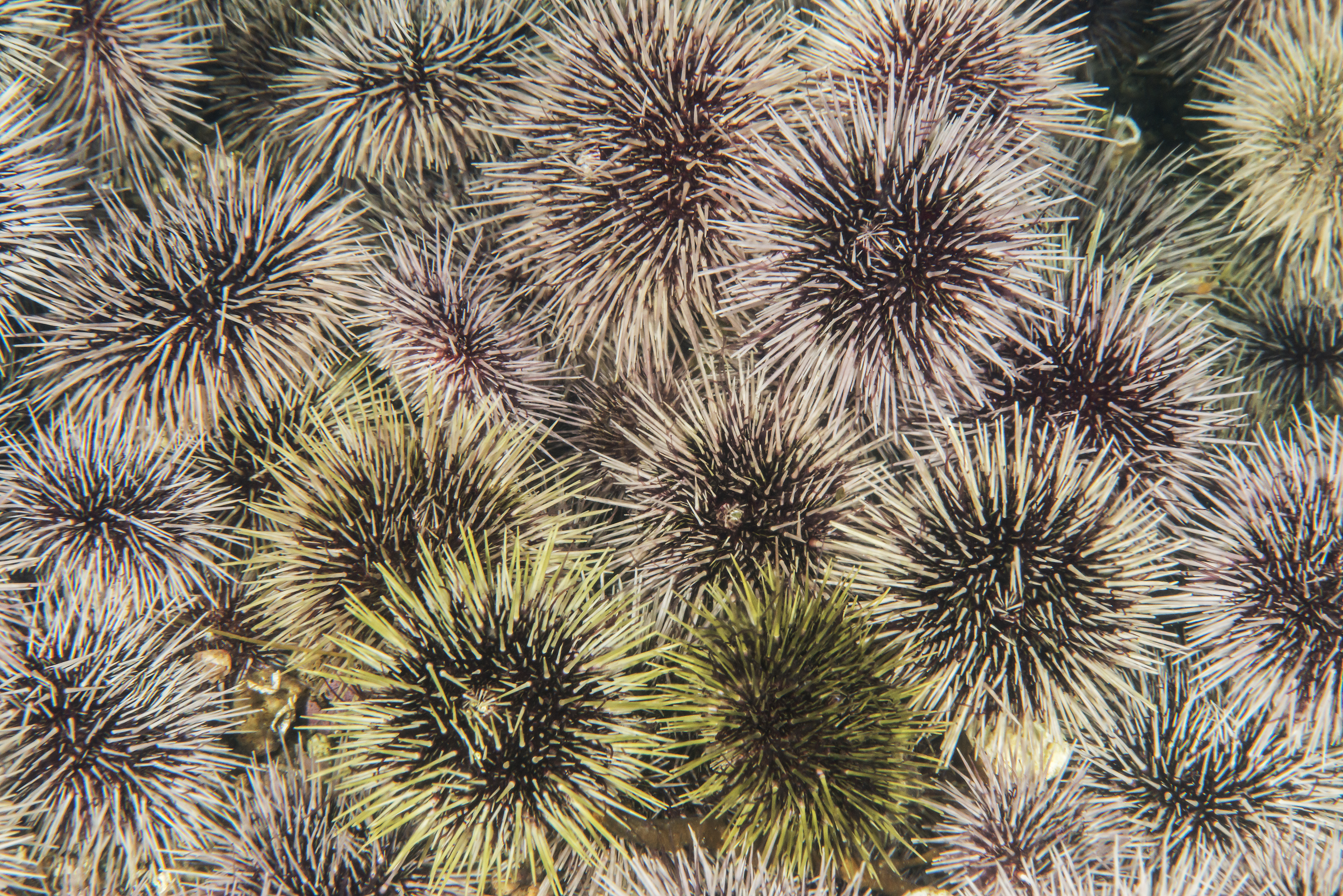 Mange kråkeboller som fyller hele bildet