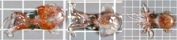 bilde av tre ulike stuttblekkspruter