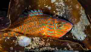 Grønngylt som gjemmer seg blant tareskog.