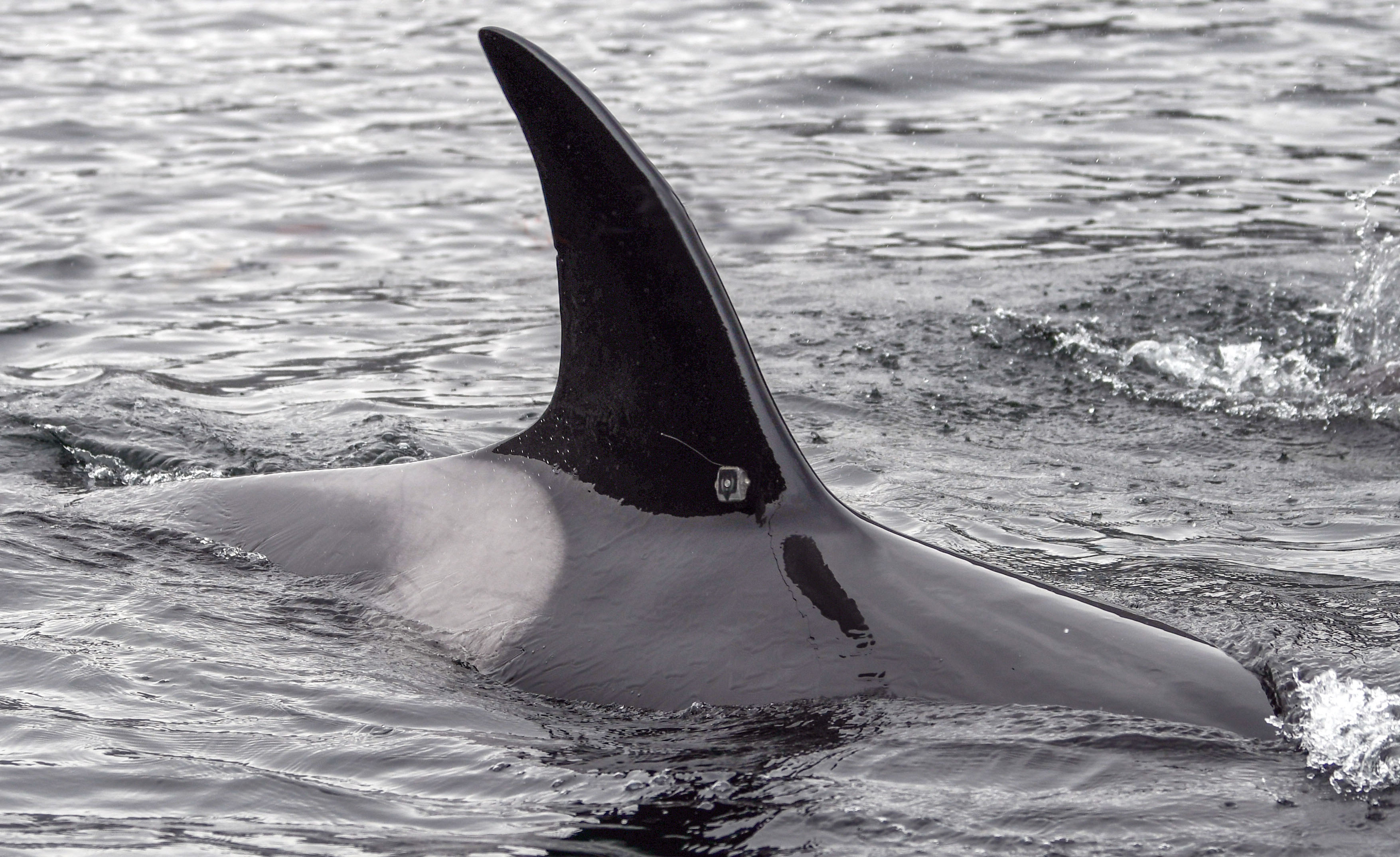 En spekkhoggerfinne stikker opp av vannet. På roten av finnen sitter en liten firkantet boks - det er et satelittmerke