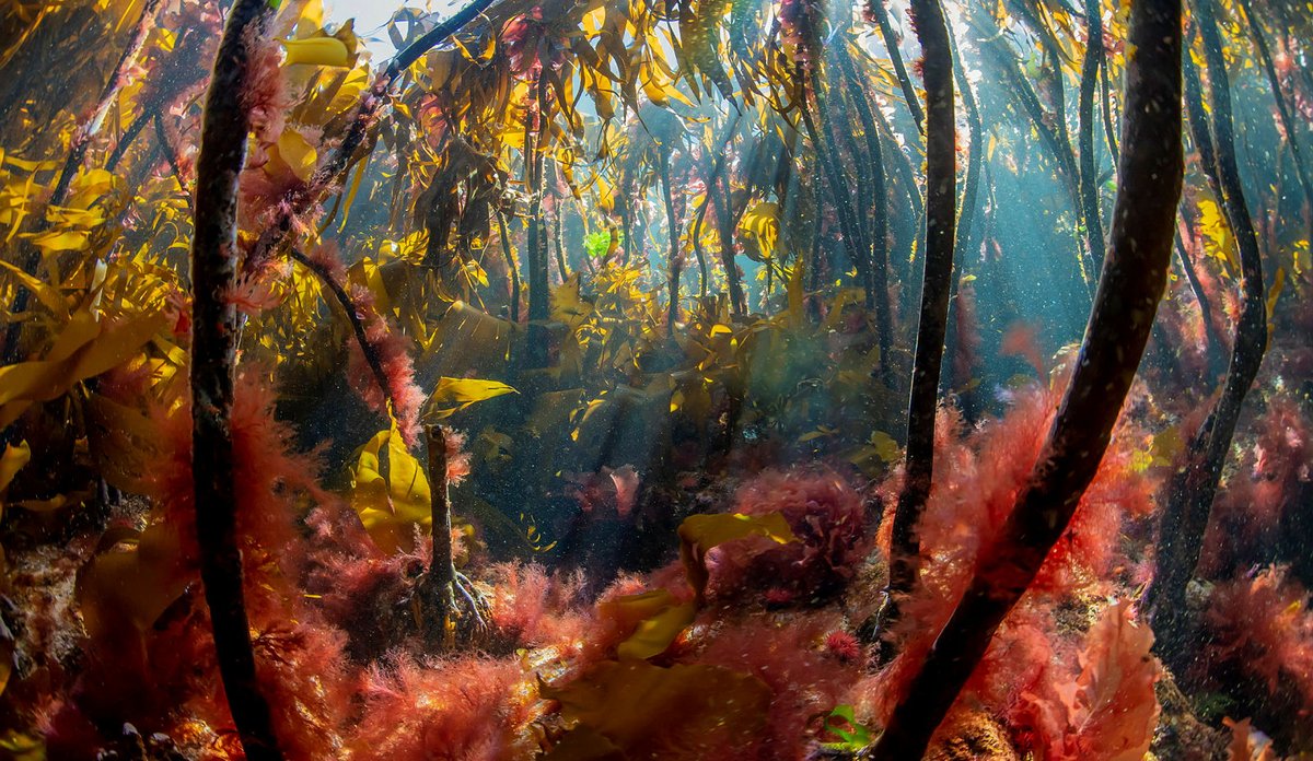 
Foto av fargerik tareskog der sollyset kommer gjennom