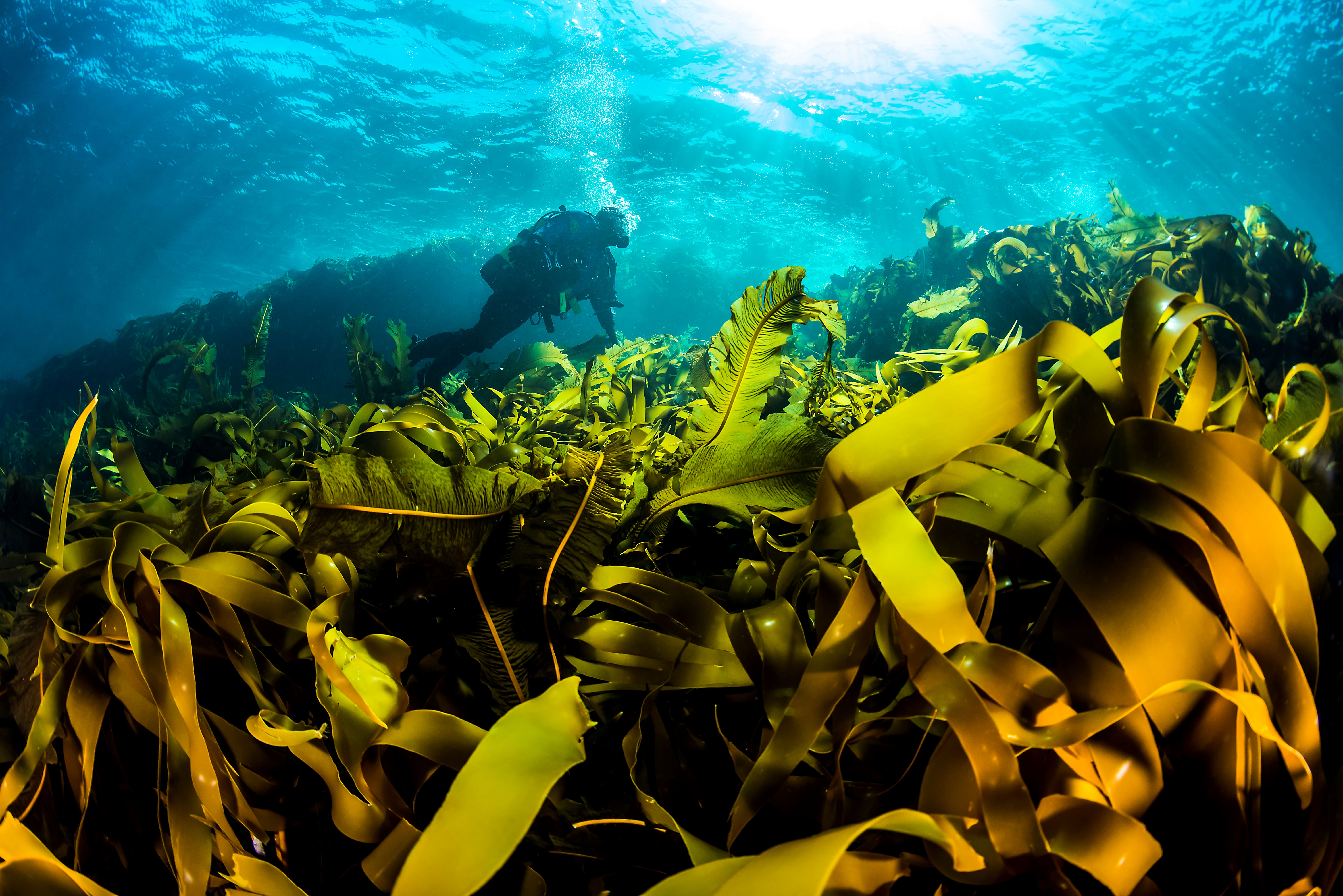 Bilete av tareskog og ein dykkar