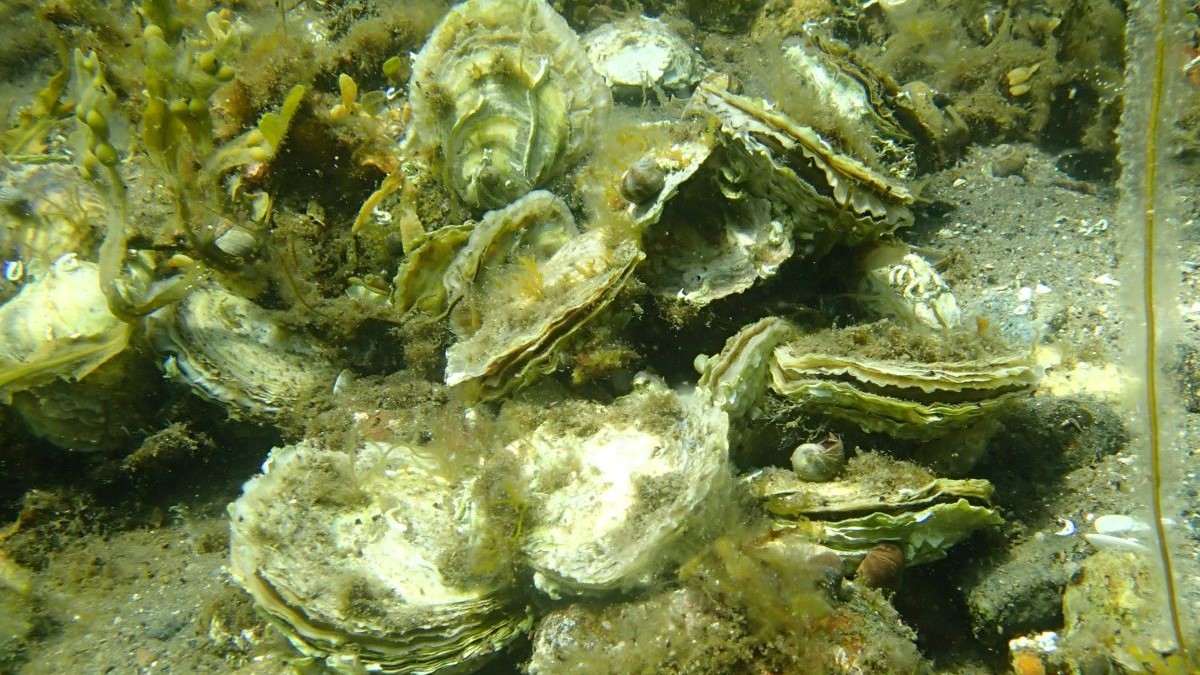 Tett med flatøsters på nyoopdaget østersbank