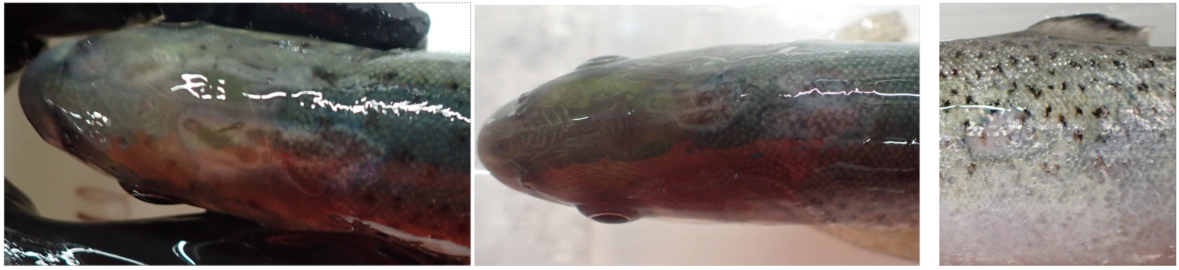 Skadar på fisk to dagar etter eksponering