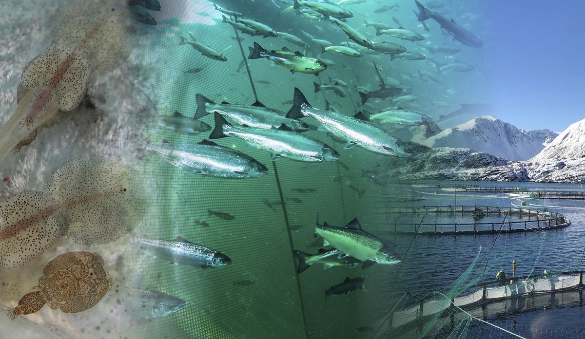 
Toppbilde bærekraftig havbruk 2