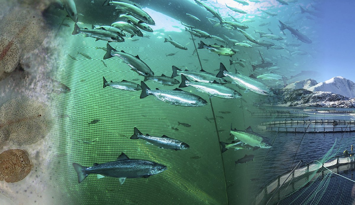 
Toppbilde bærekraftig havbruk