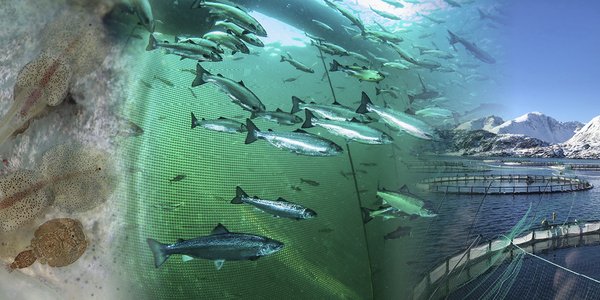 

Toppbilde bærekraftig havbruk