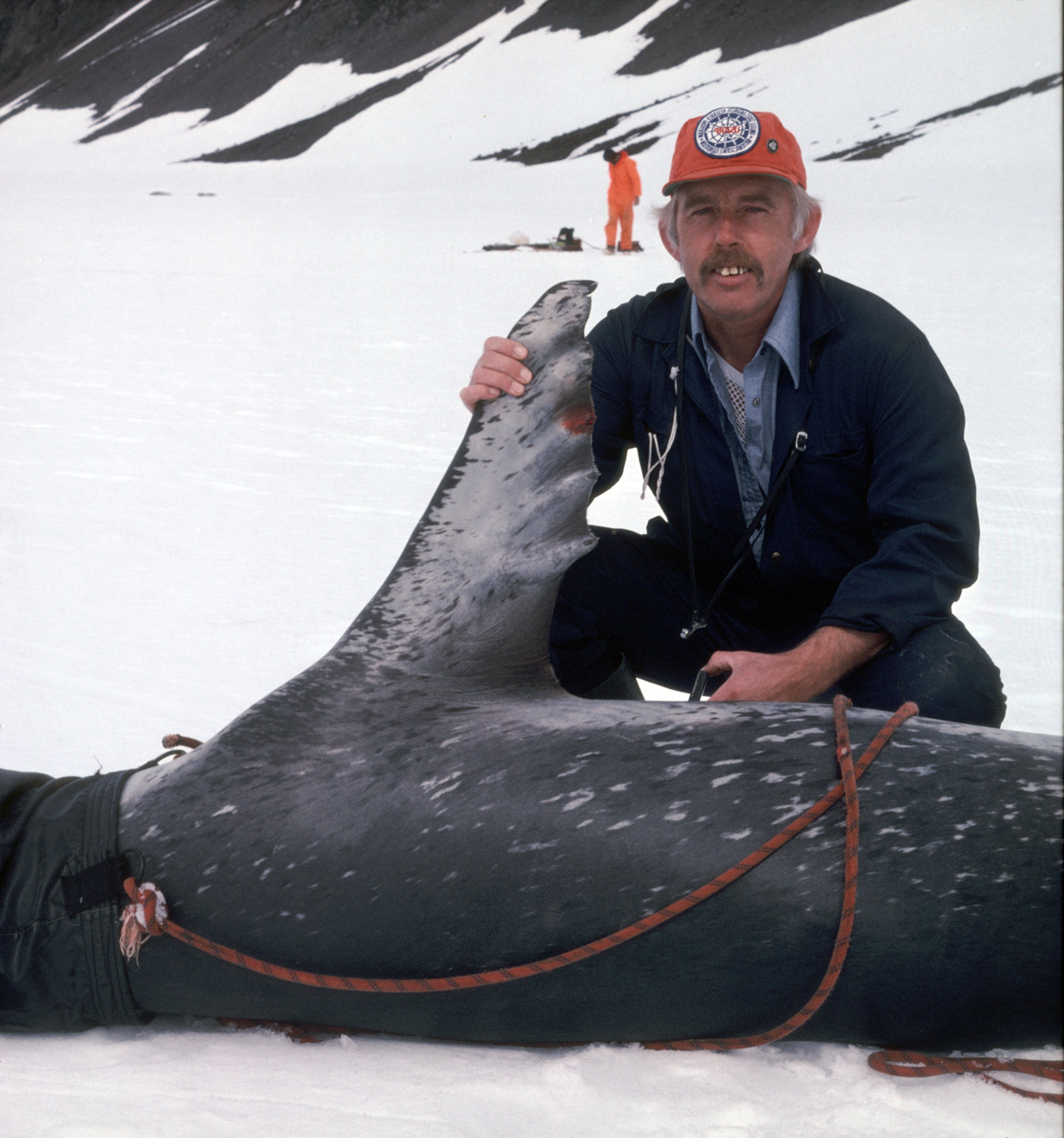 mann med hvalross i antarktis 