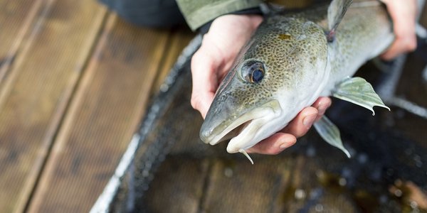 

Torsk holdes med to hender og vises frem