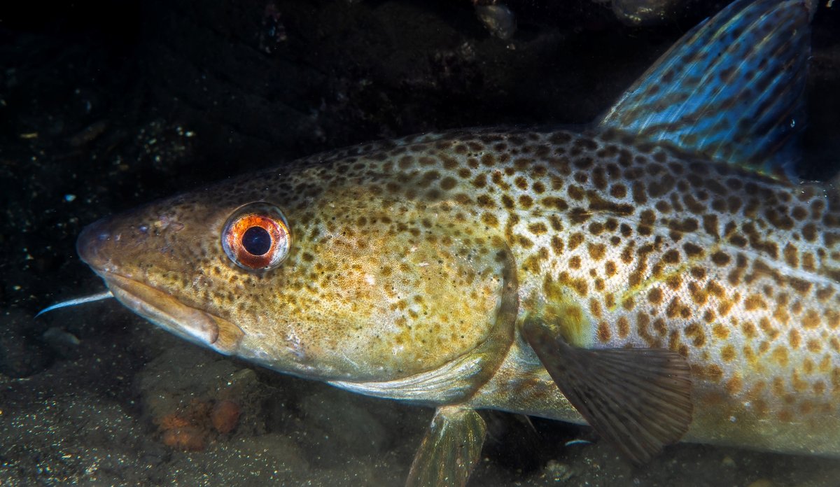 
Torsk under vann. Hvor mye torsk kan fiskes i Nordsjøen i 2026? Nå har havforskerne sin anbefaling klar. 