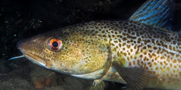 

Torsk under vann. Hvor mye torsk kan fiskes i Nordsjøen i 2026? Nå har havforskerne sin anbefaling klar. 