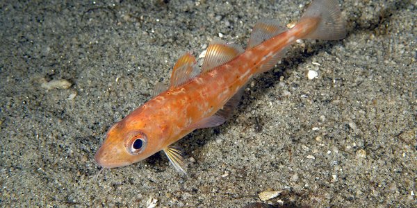 

Bilde av torskeyngel ved sjøbunn.