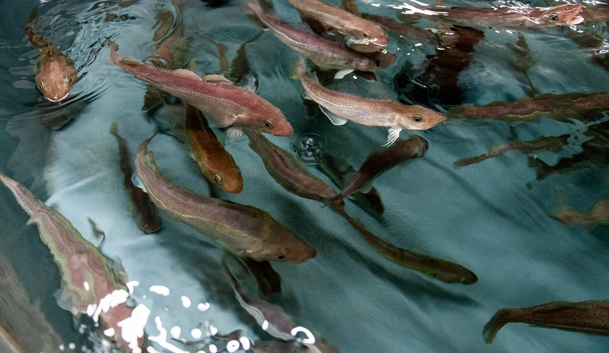 
Oppdrettstorskar sym i eit kar