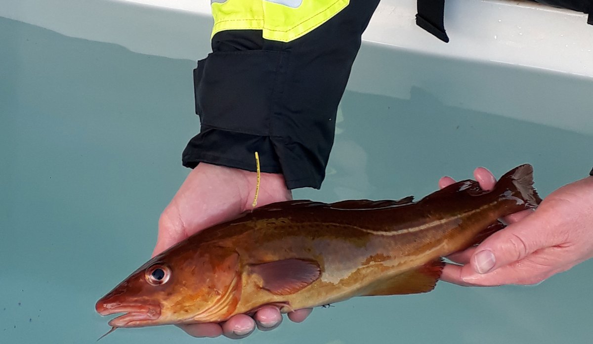 
Torsk m gult merke 20190128 w