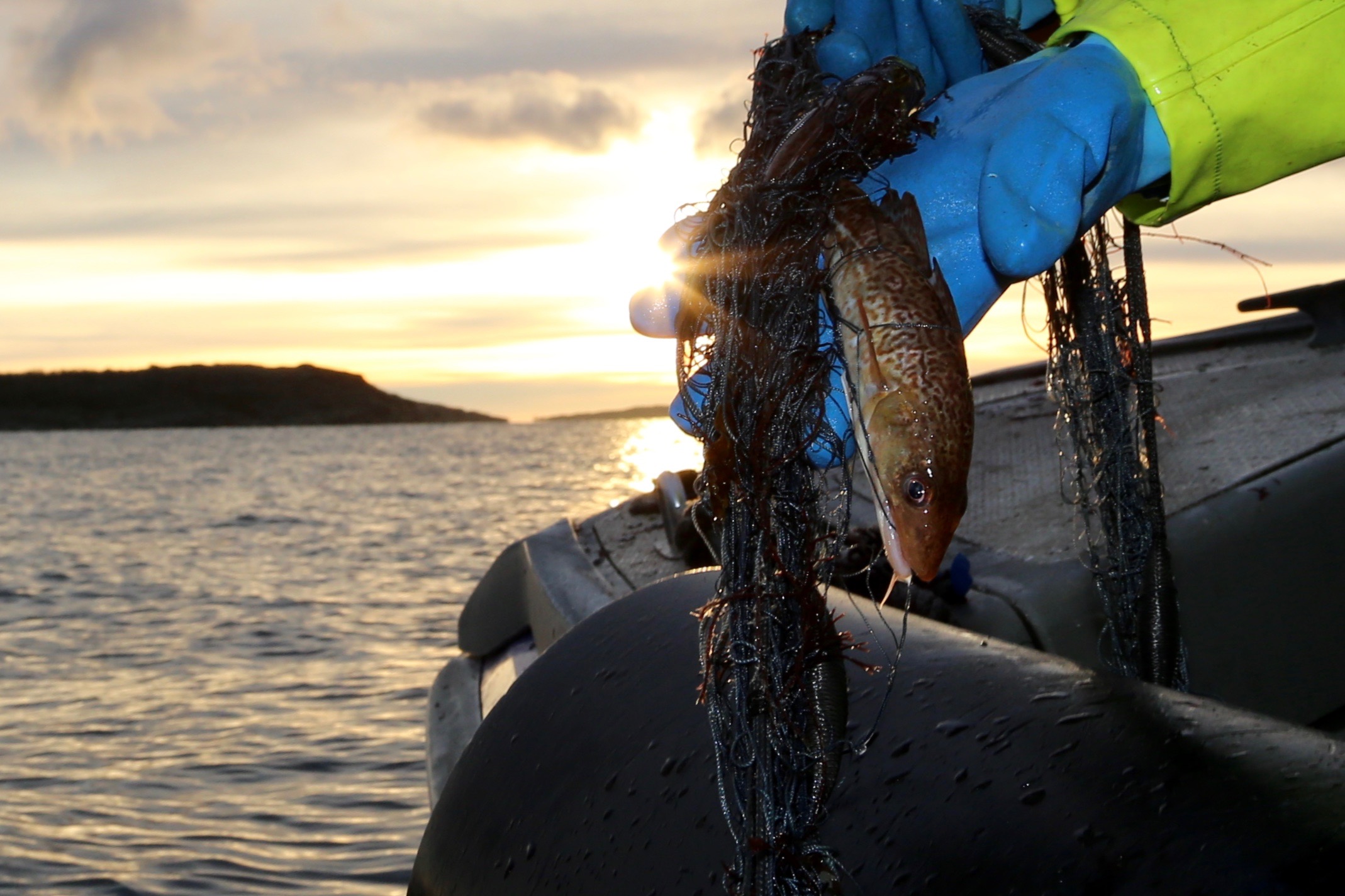 Torsk i garn som blir trekt opp i båt.