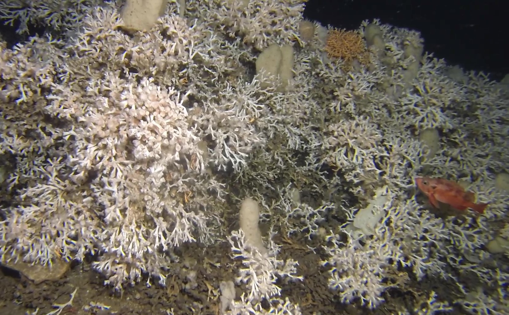 Hvite koraller i et korallrev