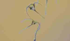 Alger formet som kurvede t-er