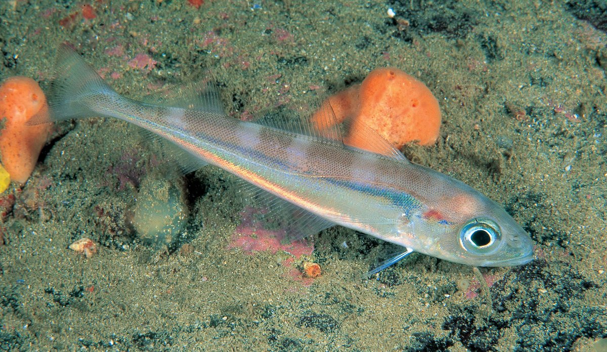 Øyepål over sandbunn i skinnende regnbue farger.