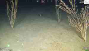 Bambuskorallskog på havbunnen