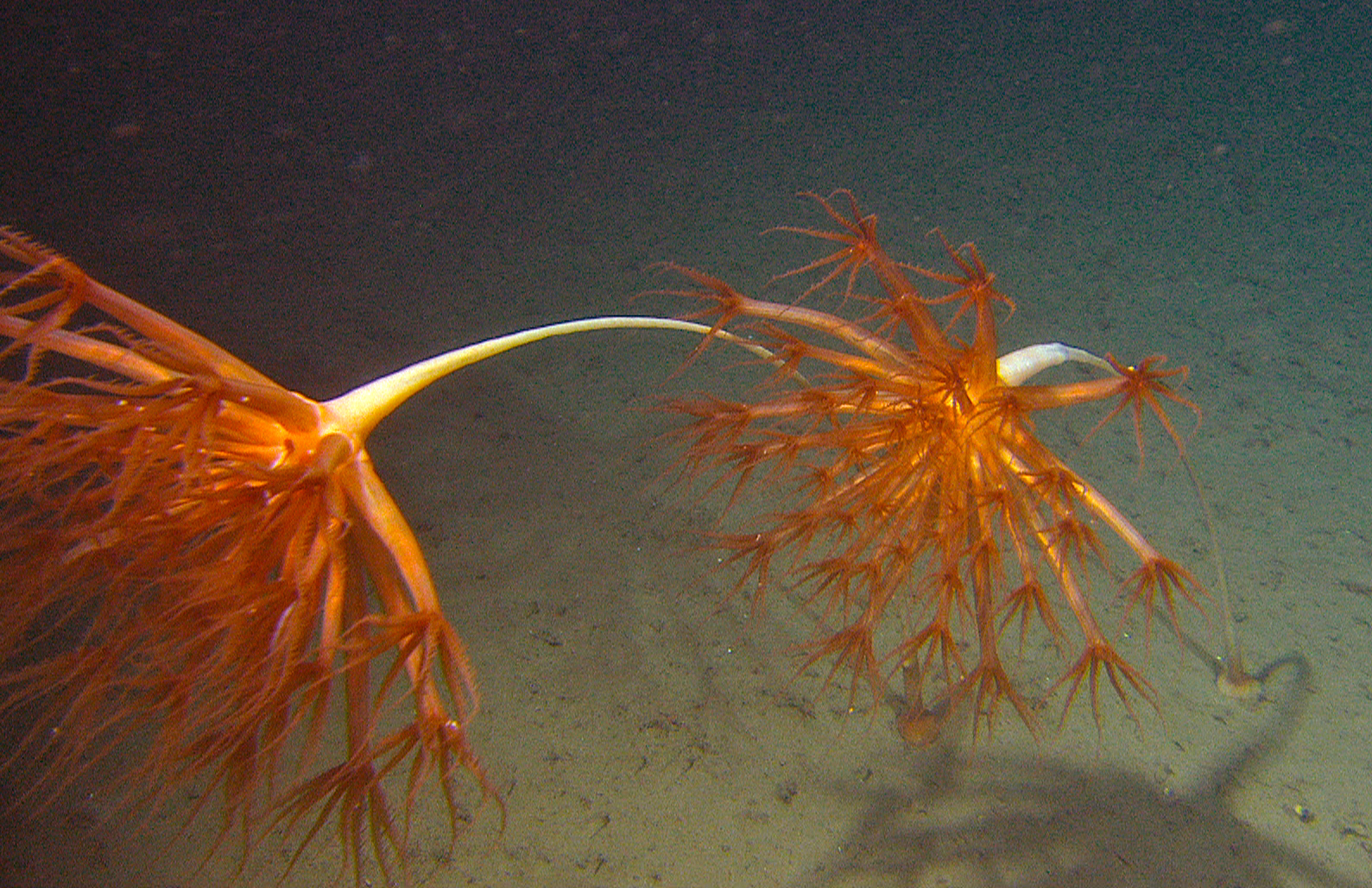Sjøfjæren Umbellula, forankret i bløt havbunn.