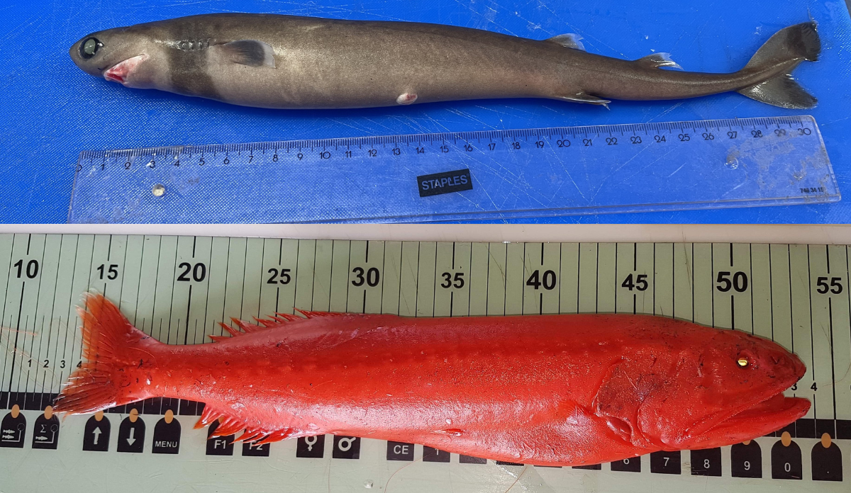 Isistius brasiliensis (øverst), Barbourisia rufa (nederst).