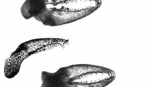 Nebbet til sjøstjernen i nærbilde