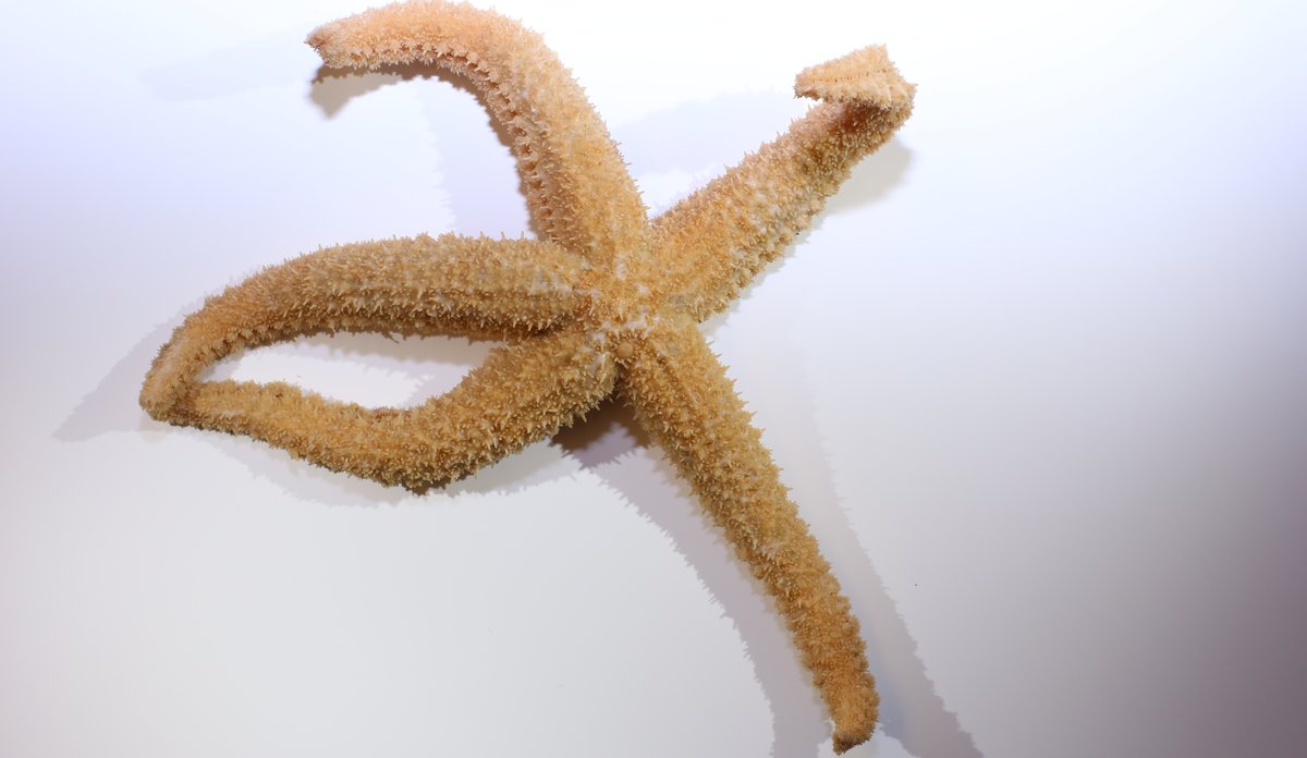 Sjøstjerne med lange armer som bøyer seg i flere retninger.