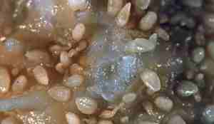 pedicellarier på ryggen.