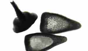 Nærbilde av to pedicellarier