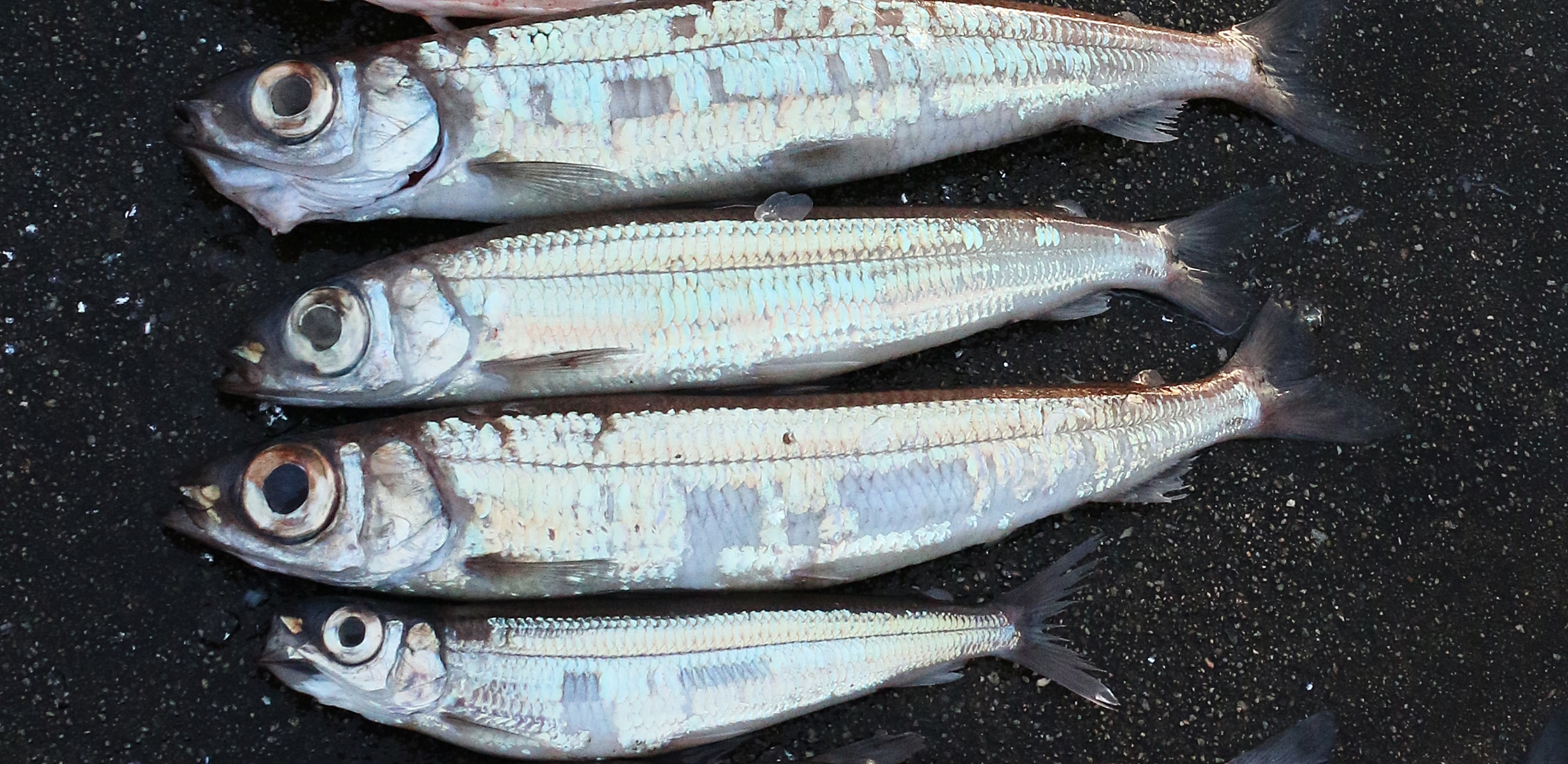 Fire vassild på bakken med en del manglende skjell