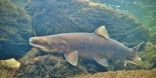 

Villaks2 Helge Skoglund Norce web