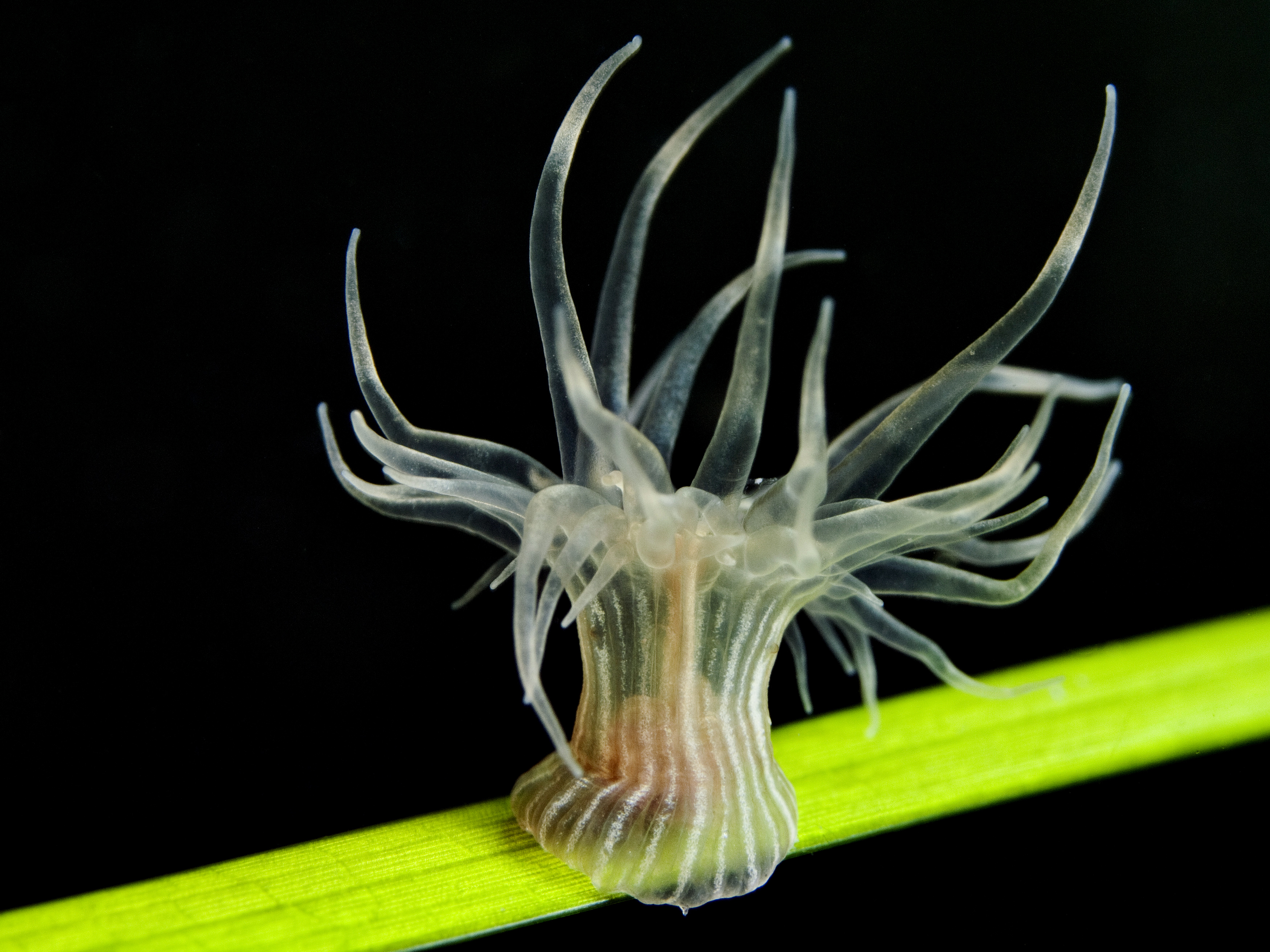 Ålegressanemone på et ålegras