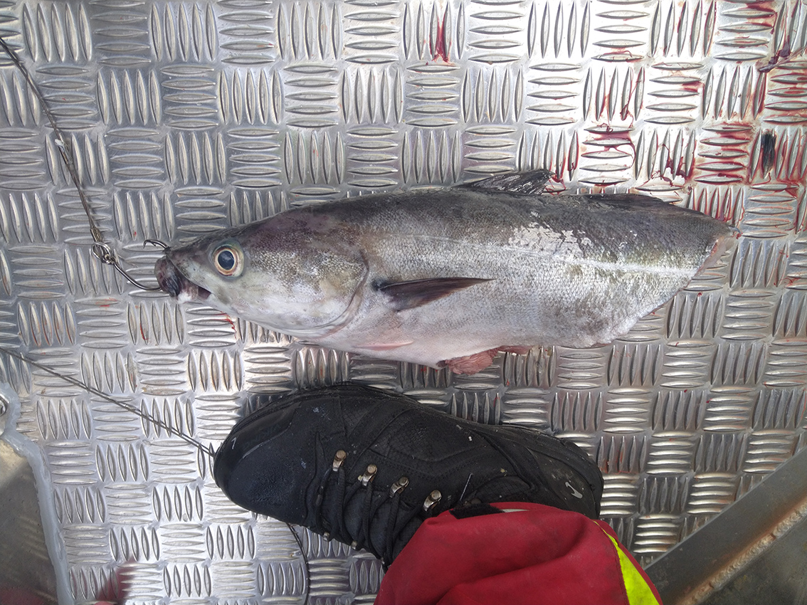 Å få håbrann på kroken stiller krav til valg av agn. Her brukes en halv sei til formålet, større enn skoen til forsker Keno Ferter.