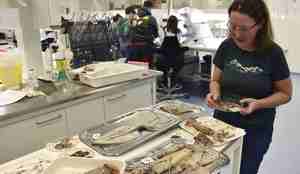 Havforsker står foran et bord med ulike blekkspruter, og velger den neste hun skal identifisere.