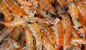 Nærbilde fra fangst av antarktisk krill.