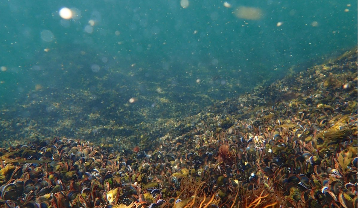 undervannsfoto av havbunnen i Oslofjorden