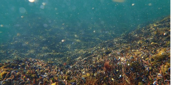 

undervannsfoto av havbunnen i Oslofjorden