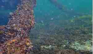 undervannsfoto av blåskjell på havbunn og tau