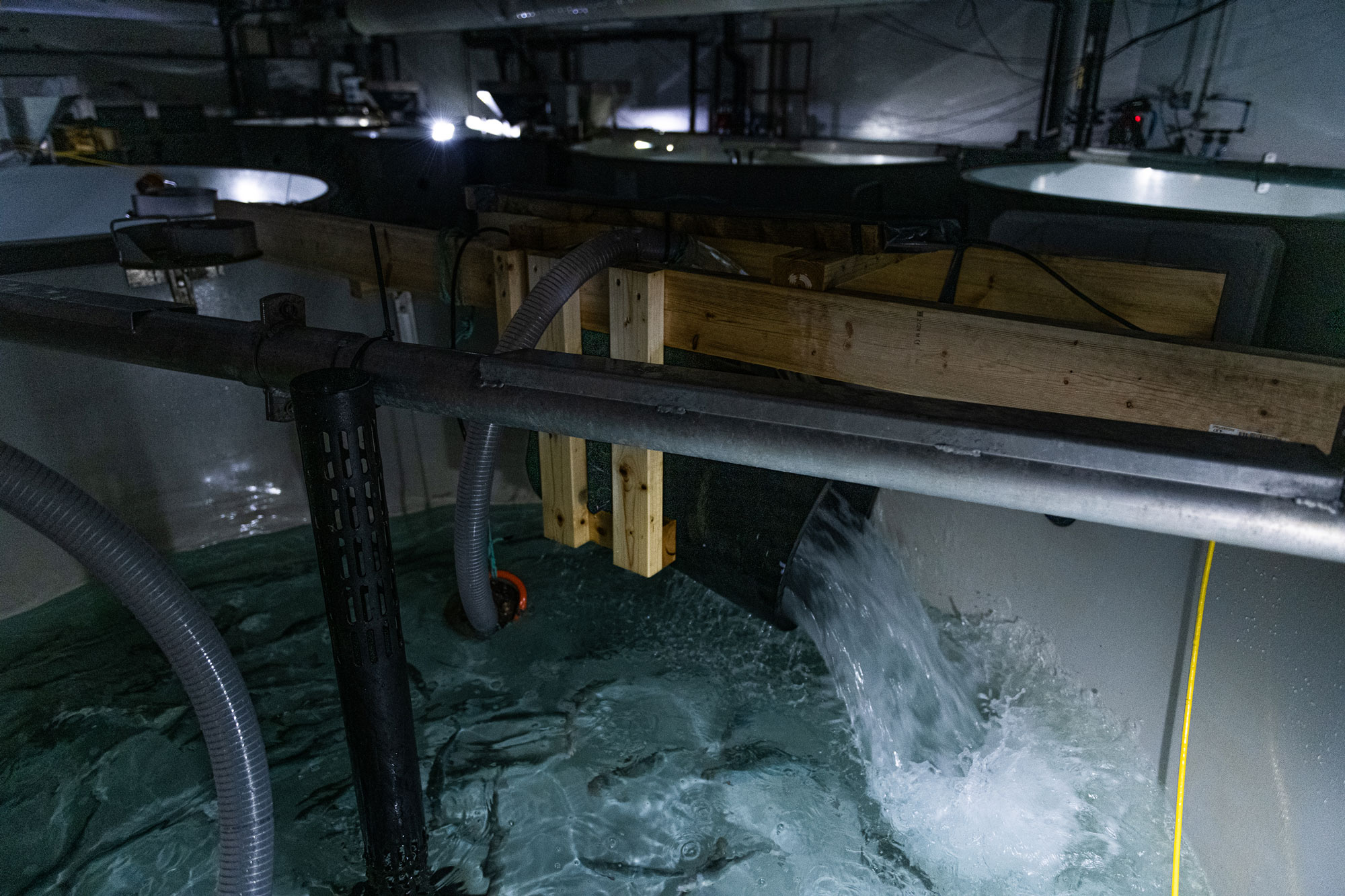 Bilde av en slags stor bøtte som tømmer vann ned i et fiskekar slik at det skaper turbulens.