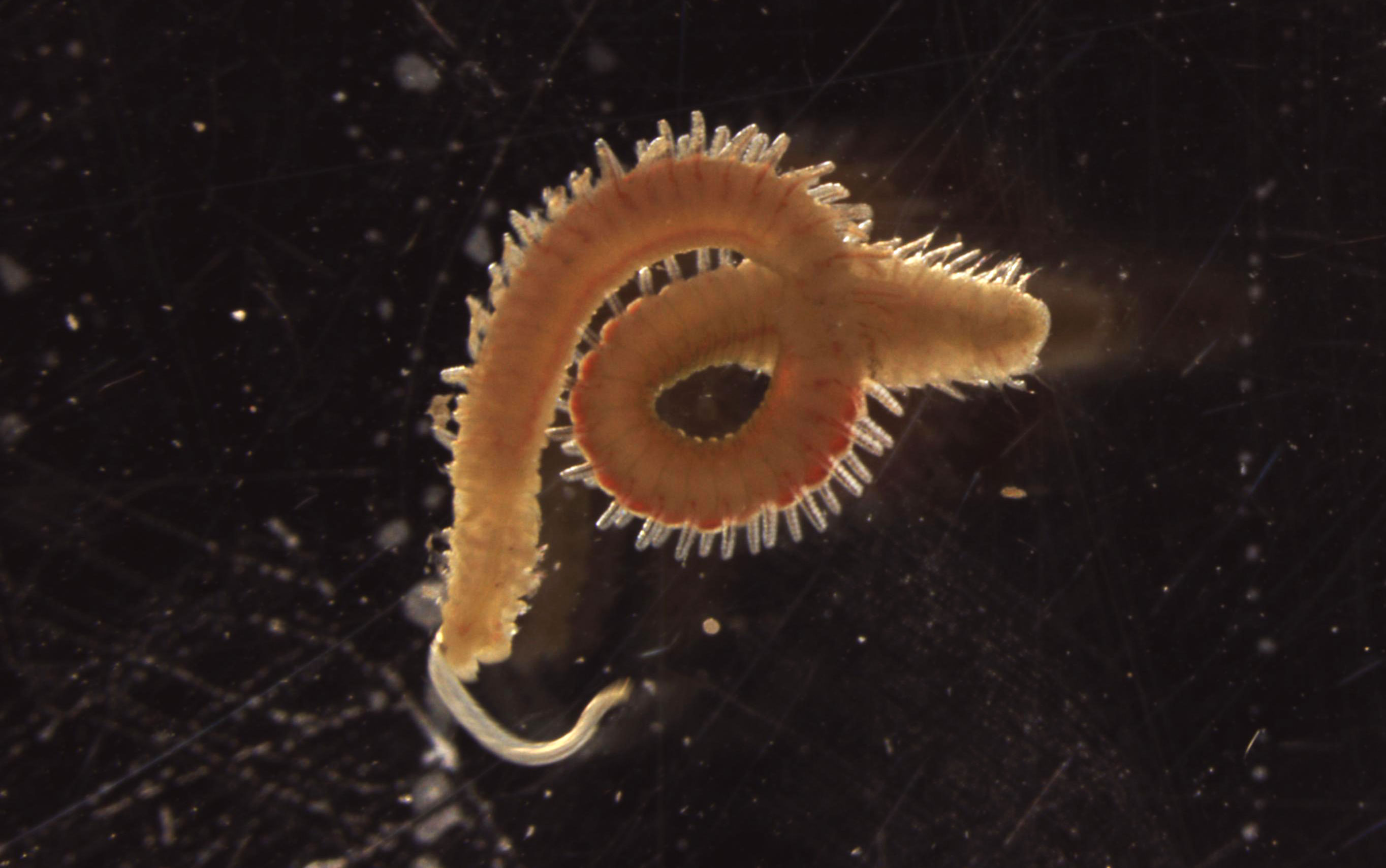 Bilde av børstemarken som lager mudderblemmer. Den ligger krøllet sammen.