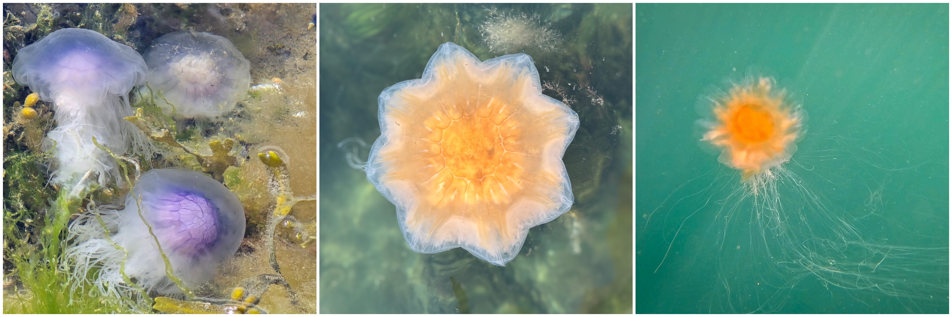 kollasj av brennmaneter