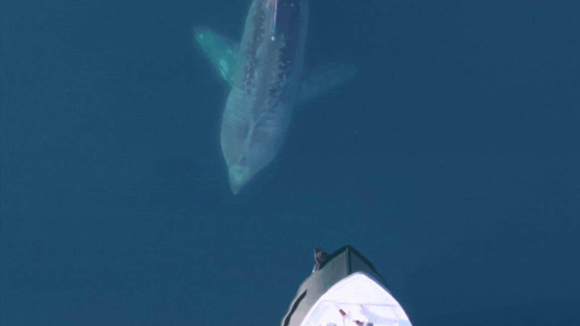 En brugde svømmer i overflaten av det turkise vannet. En båt glir mot den store haien. 