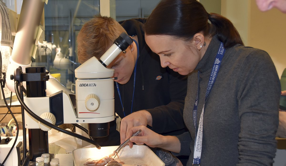 
Havforsker løfter blekksprutens armer med en pinsett. Det står et mikroskop ved siden av. 