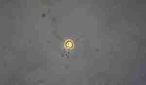 En lysende mikroskopisk dott 