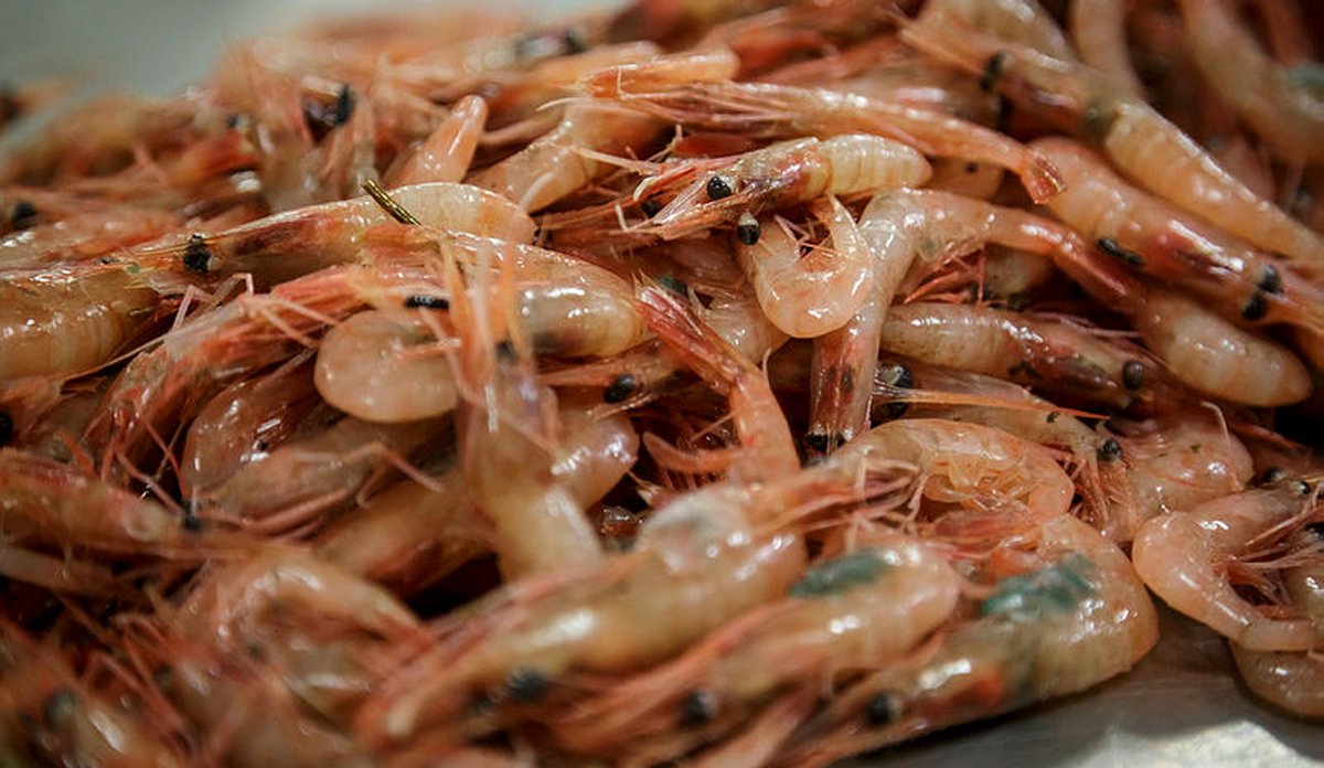 foto av reker som ligger på et bord