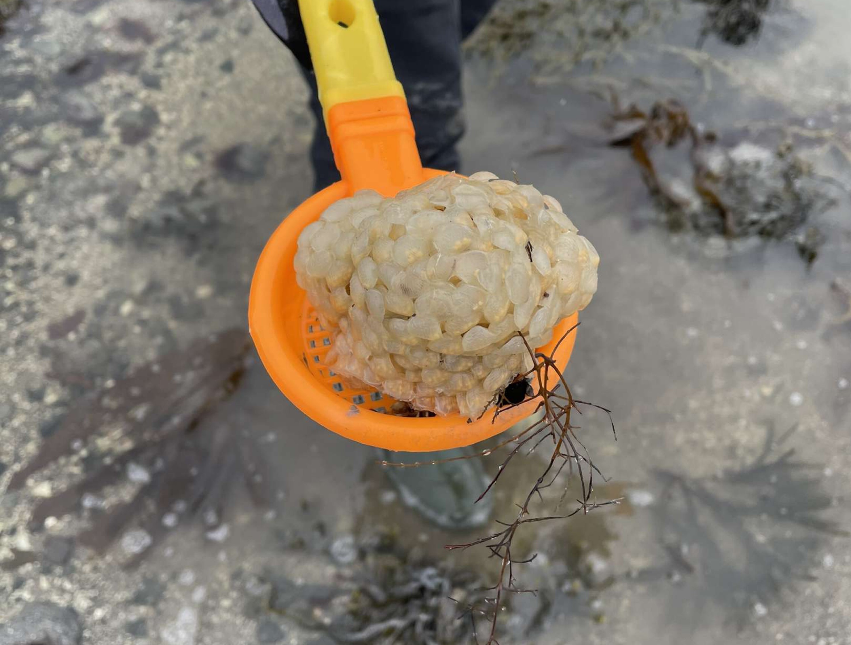 Klaser med egg i lekespade. Hvitaktig klump med geléaktig substand. 