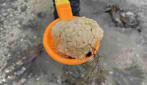 Klaser med egg i lekespade. Hvitaktig klump med geléaktig substand.